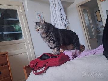 Gatto adulto 3 anni