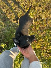 Pastore belga malinois