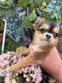 Cuccioli chihuahua con pedigree ENCI