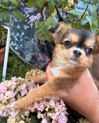 Cuccioli chihuahua con pedigree ENCI
