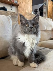 Cucciola Maine coon disponibile