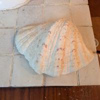 conchiglia di mare collezione 