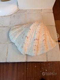 conchiglia di mare collezione 