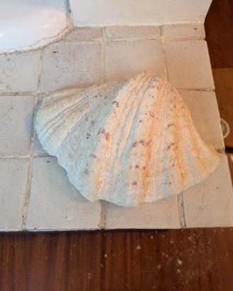 conchiglia di mare collezione 