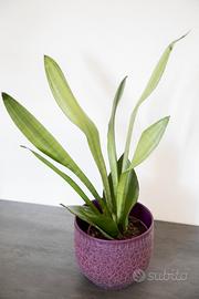 Sansevieria ‘moonshine’