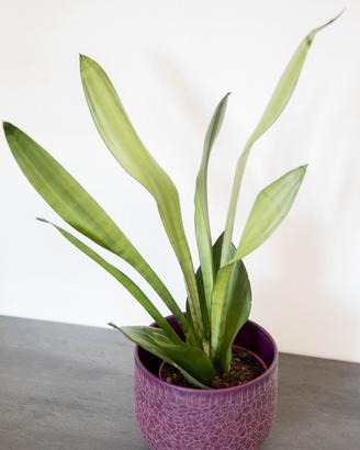 Sansevieria ‘moonshine’