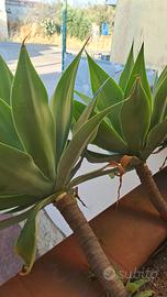 pianta AGAVE