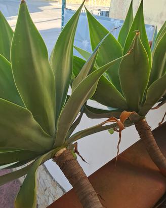 pianta AGAVE