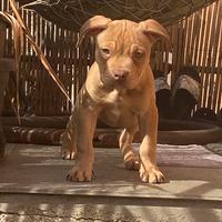 Pitbull Ukc con Pedigree