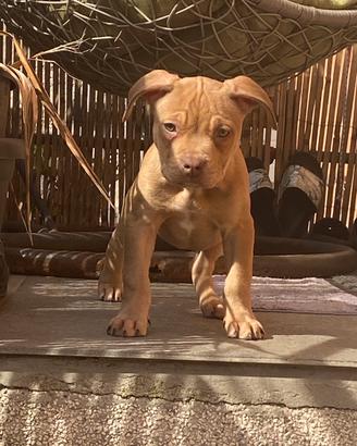 Pitbull Ukc con Pedigree