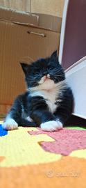 Cuccioli Maine Coon con Pedigree