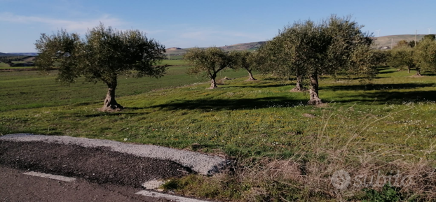 Uliveto in agro di Matera