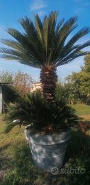  cykas revoluta