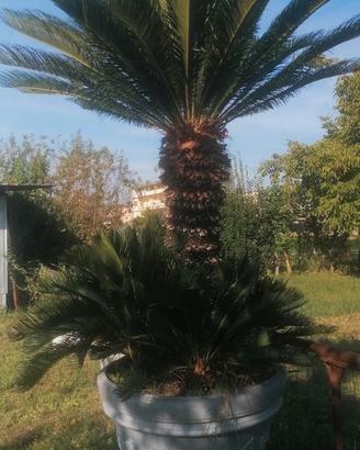  cykas revoluta