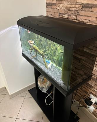 Acquario 80x32 completo