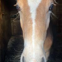 Cavallo Hilfinger 8 Mesi