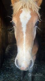 Cavallo Hilfinger 8 Mesi