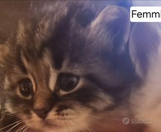 Gattini siberiani