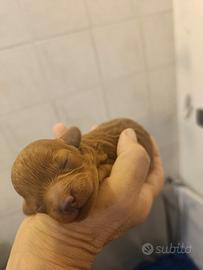 Cuccioli maschi e femmina di barboncino Toy Red