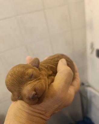 Cuccioli maschi e femmina di barboncino Toy Red