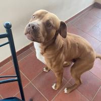 Pitbull red nose ABDA