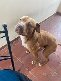 Pitbull red nose ABDA