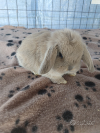 Coniglietto ariete nano miniloop