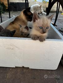 Gattini Siamesi taby blue point e Certosino