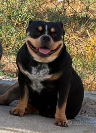 American Bully pocket femmina con pedigree abkc