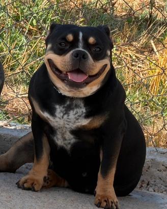 American Bully pocket femmina con pedigree abkc