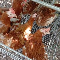 Galline ovaiole
