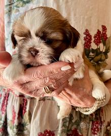 Cuccioli Shitzu (Shih tzu)