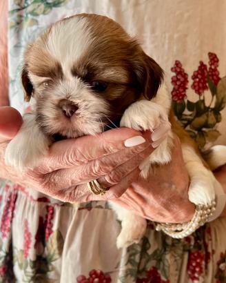 Cuccioli Shitzu (Shih tzu)