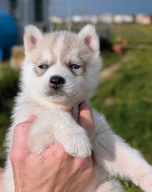 Cuccioli di Siberian Husky
