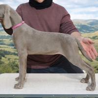 Cuccioli di Weimaraner