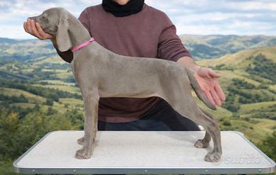 Cuccioli di Weimaraner