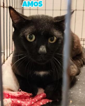 Amos gatto nero di 1 anno e mezzo, adozione del cu