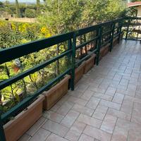 12 vasi con piante di pino