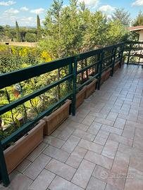 12 vasi con piante di pino