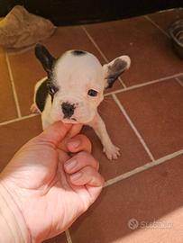 Bulldog Francese piccolissima