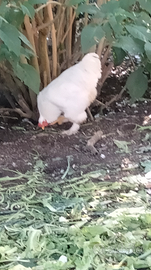 Galline brahma bianca
