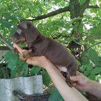 Bassotto cioccolato cuccioli
