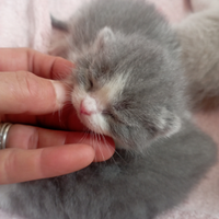 Cuccioli di scottish fold