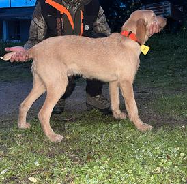 Segugio maremmano pelo forte