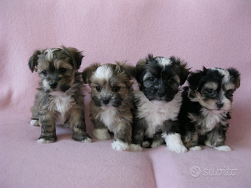 Maltipoo mini Toys