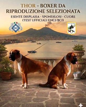 Boxer , da alta genalogia disponibile per monte