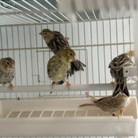 Canarini Agata Giallo Mosaico