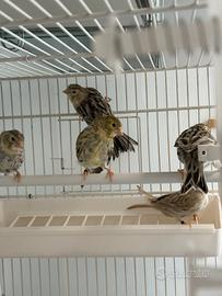 Canarini Agata Giallo Mosaico