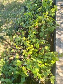 Uva da tavola da collezione - Pianta scelta