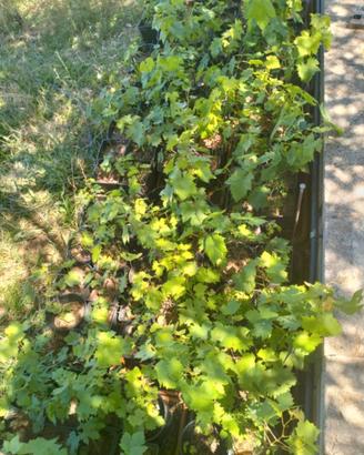Uva da tavola da collezione - Pianta scelta